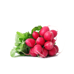 Grossiste alimentaire de RADIS ROND JONG FRESH - cash-alimentaire.com