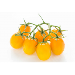 Distributeur alimentaire de TOMATE DATTERINO JAUNE MAGNOLIA - cash-alimentaire.com

