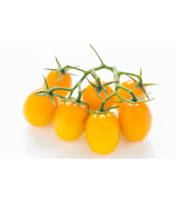 Distributeur alimentaire de TOMATE DATTERINO JAUNE MAGNOLIA - cash-alimentaire.com
