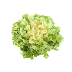 Achat en ligne SCAROLE PLEINE TERRE LAPAYS CASE - cash-alimentaire.com
