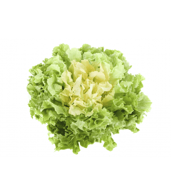 Achat en ligne SCAROLE PLEINE TERRE LAPAYS CASE - cash-alimentaire.com