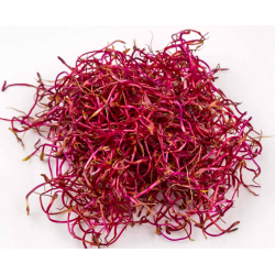 Vente en gros GERME DE BETTERAVE ROUGE CASE - cash-alimentaire.com
