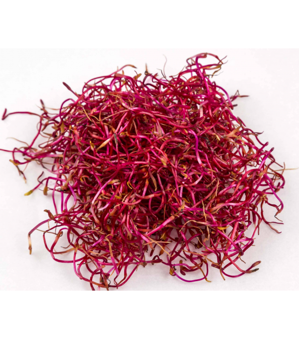 Vente en gros GERME DE BETTERAVE ROUGE CASE - cash-alimentaire.com
