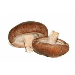 Grossiste alimentaire de CHAMPIGNON SHITAKE VIALADE - cash-alimentaire.com
